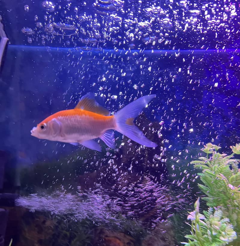 Goldfish 2 pair 5