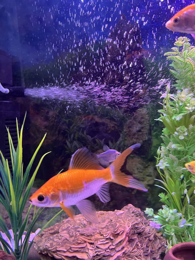 Goldfish 2 pair 6