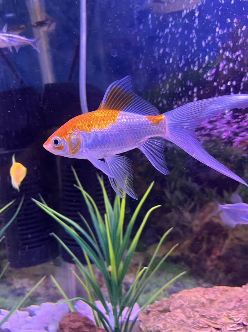Goldfish 2 pair 7
