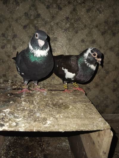 Breeder pair for sale