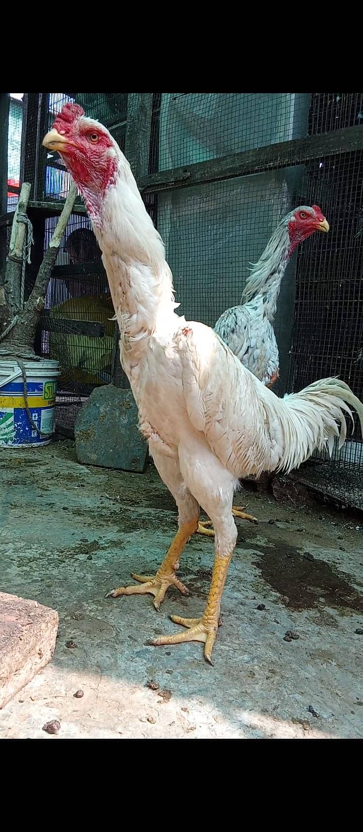 white patha 2