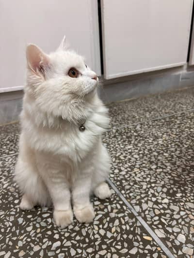 Persian cat