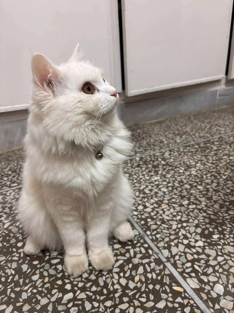 Persian cat 0