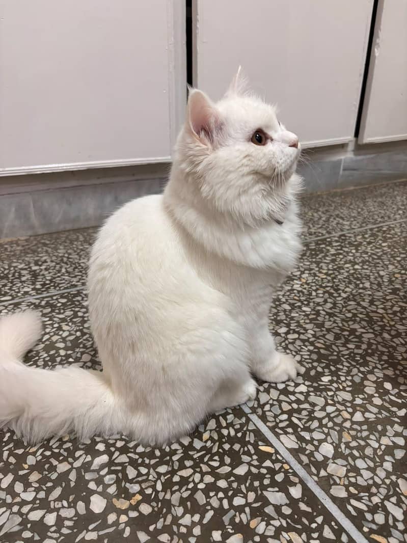 Persian cat 1