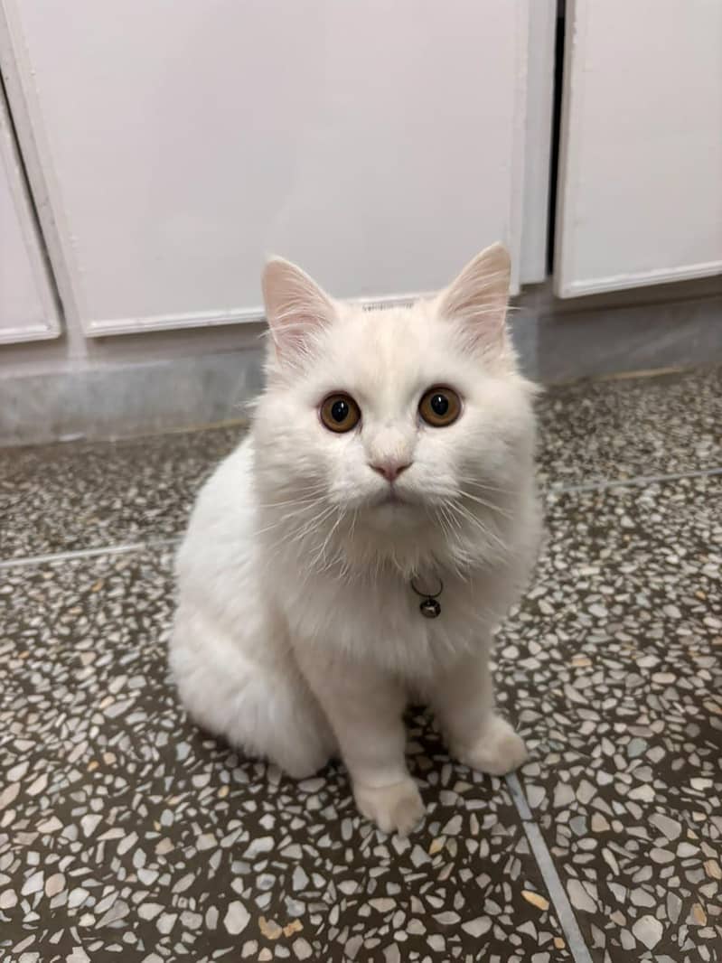 Persian cat 2