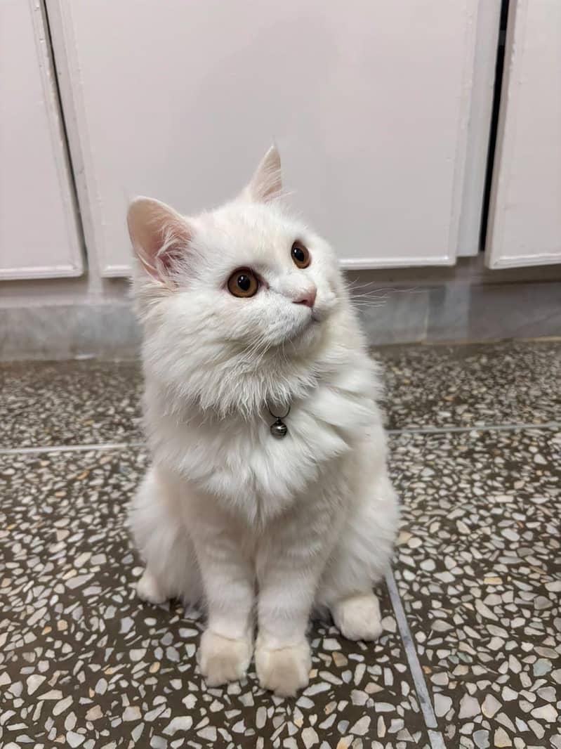 Persian cat 3