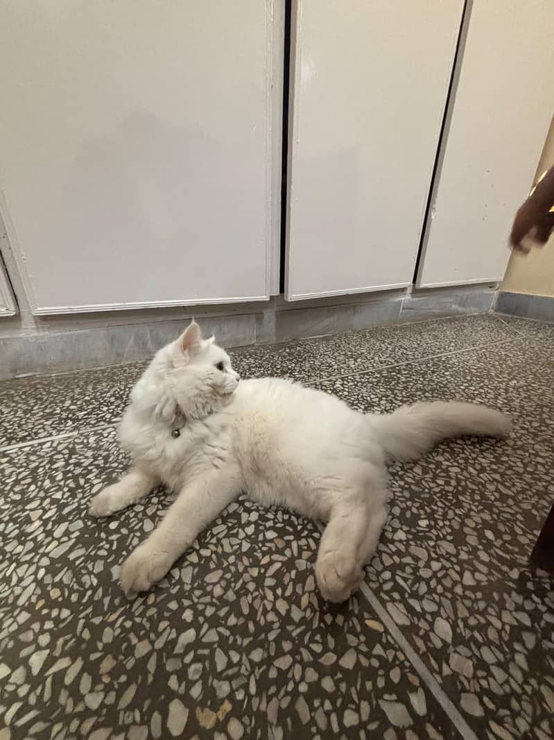 Persian cat 4