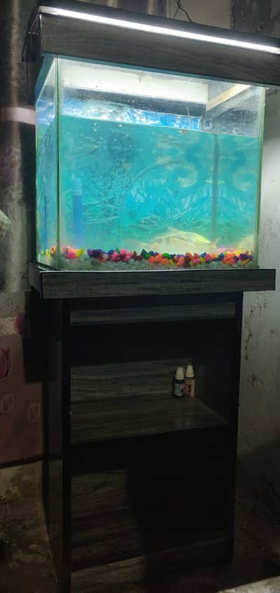 2 large Fishes with aquarium full set for sale
