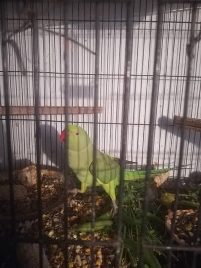 semi tame female