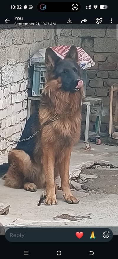 German shepherd