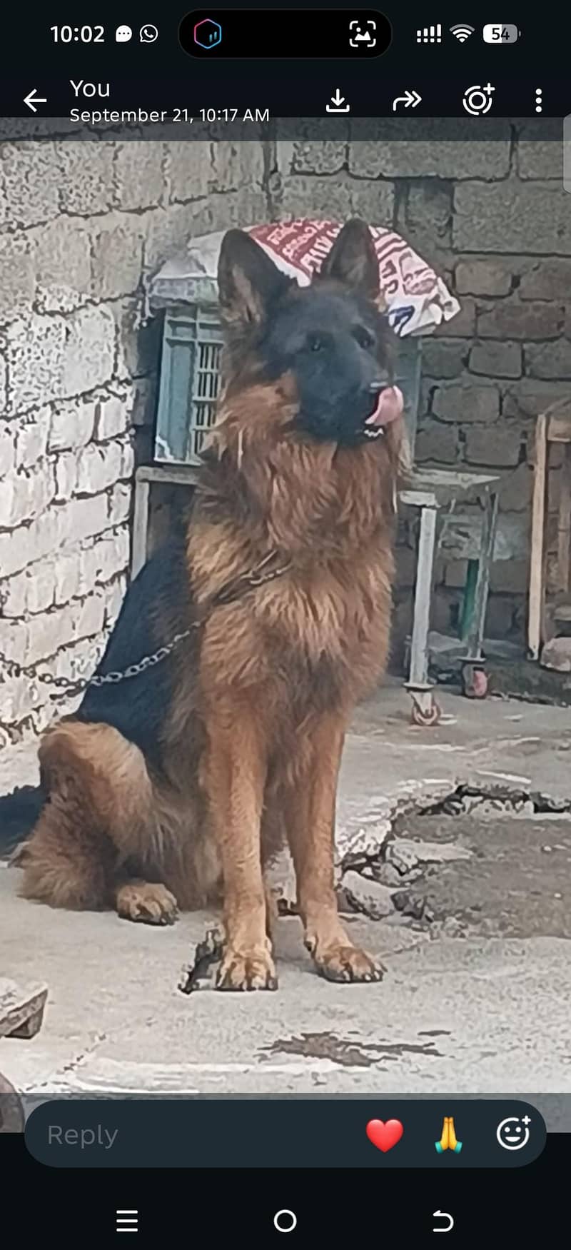 German shepherd 0