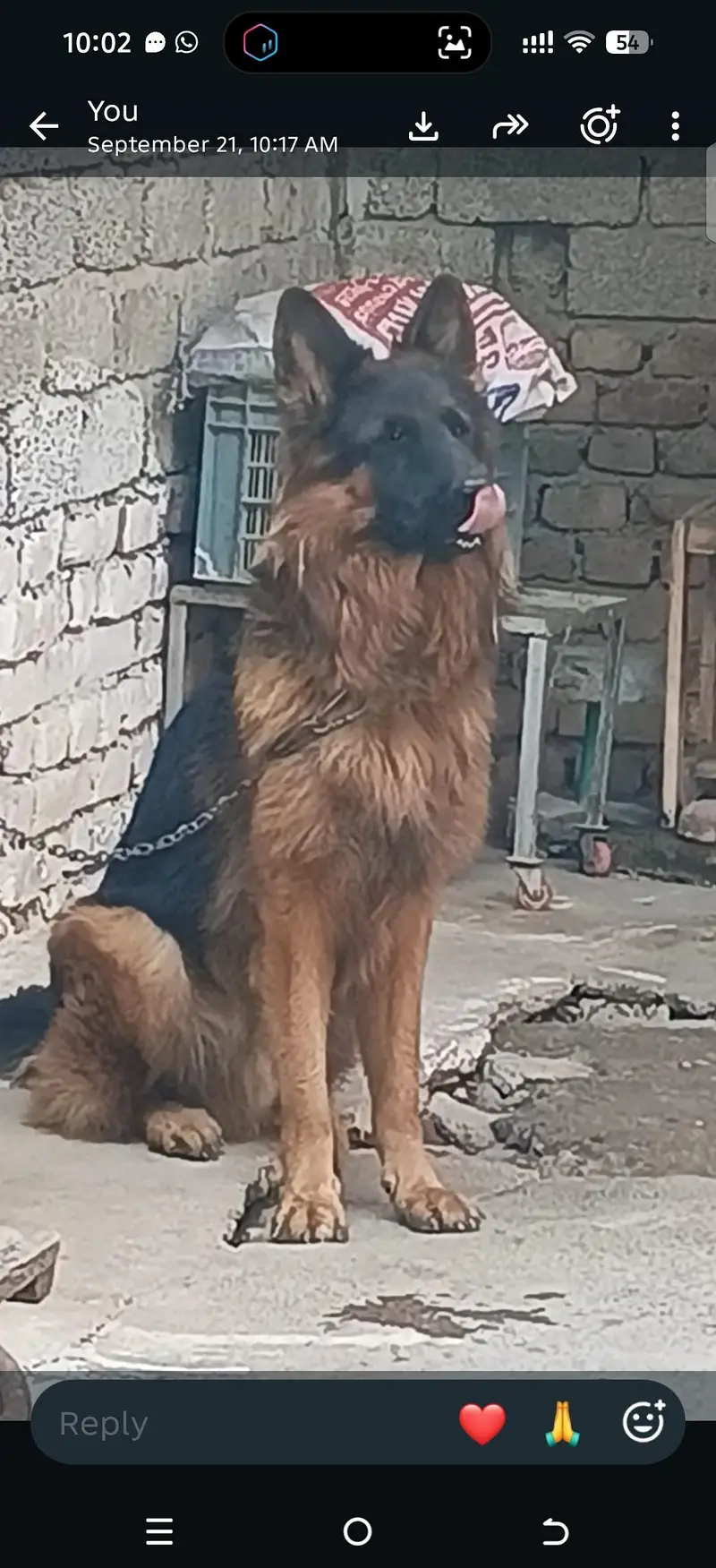 German shepherd