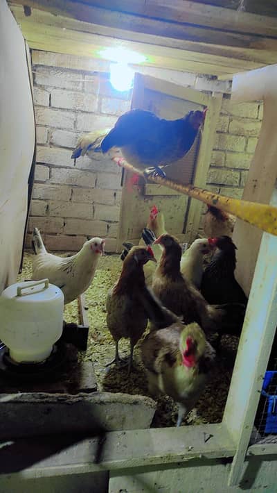 desi murghia eggs start