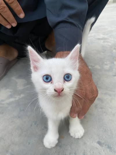 2 Cute Kittens for Sale – 2 Months Old, One with Blue Eyes