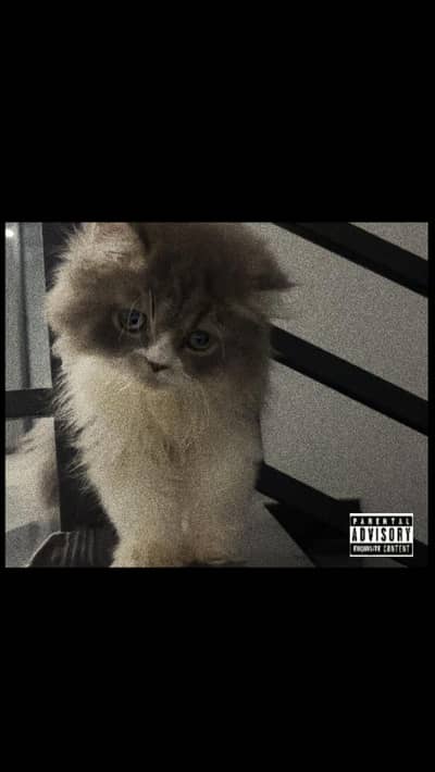 Pure persian 100 percent selling urgent