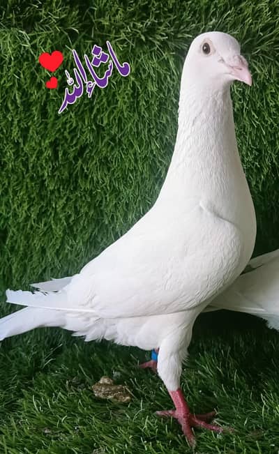 White Qasad Homar Breder Male For sale