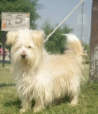 Russian poodle men vaccine ke for sale