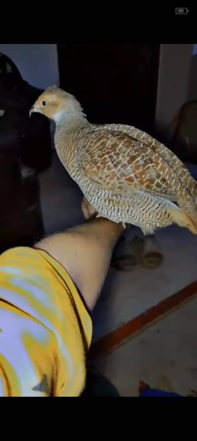 dakni teetar jambo female