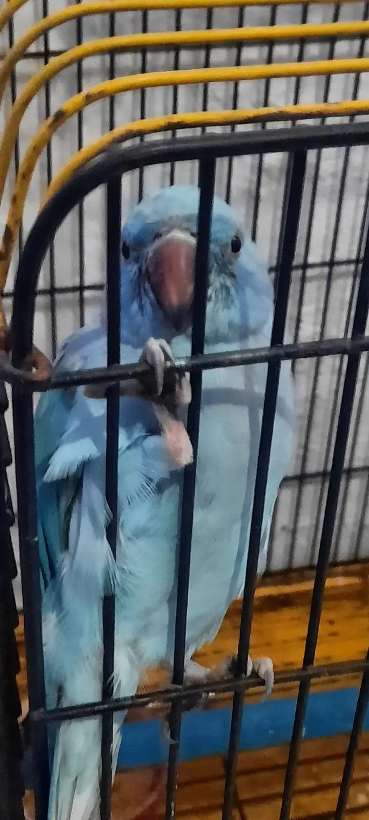 Blueringneck Male