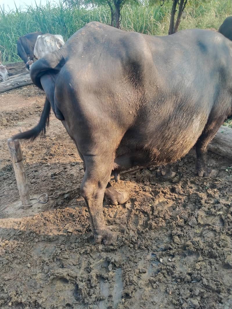بھینس برائے فروخت ہے 2