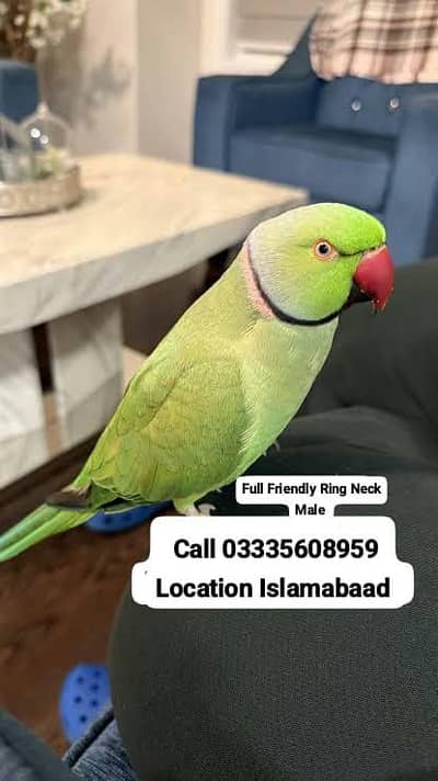 Hand Tamed Full Friendly Green Ring Neck Male Parrot Jumbo Size