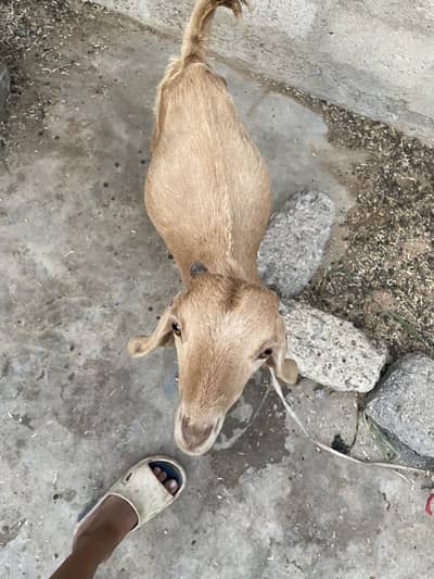 7 months old Bakra hai full active only whatapp 03152344578