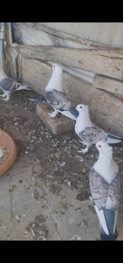 fancy pegions for sale