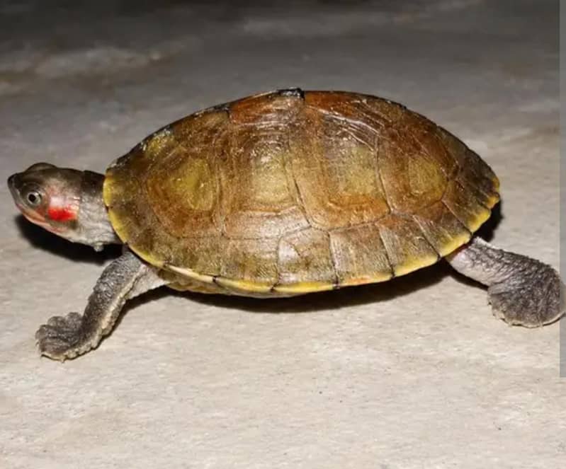 TURTLE PAIR AVAILABLE 0