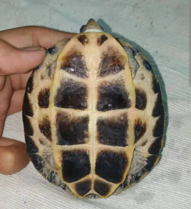 TURTLE PAIR AVAILABLE 1