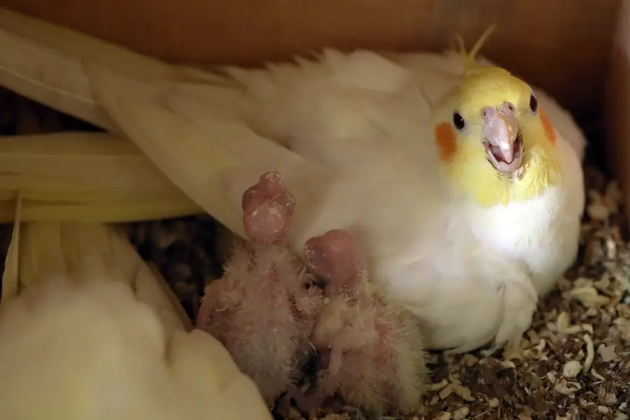 cockatiel availabe — photo 2