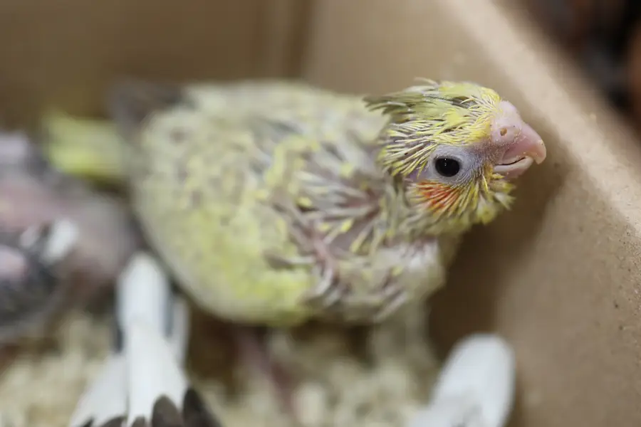cockatiel availabe — photo 3