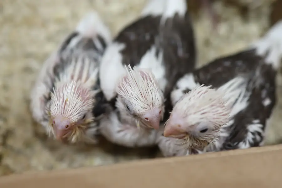 cockatiel availabe — photo 4