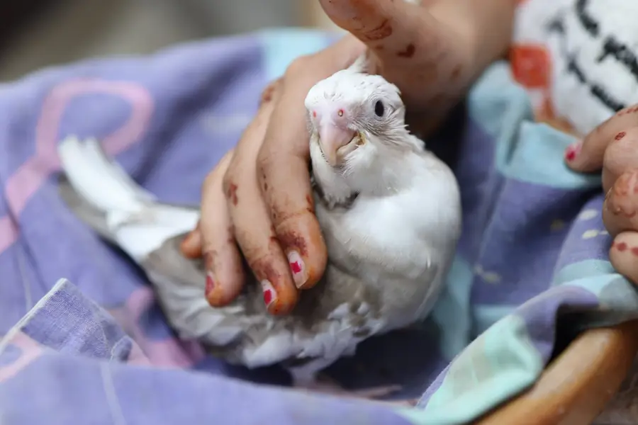 cockatiel availabe — photo 5