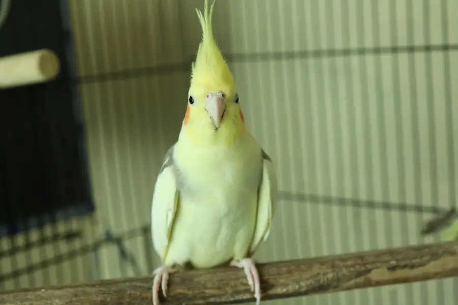 cockatiel availabe — photo 6