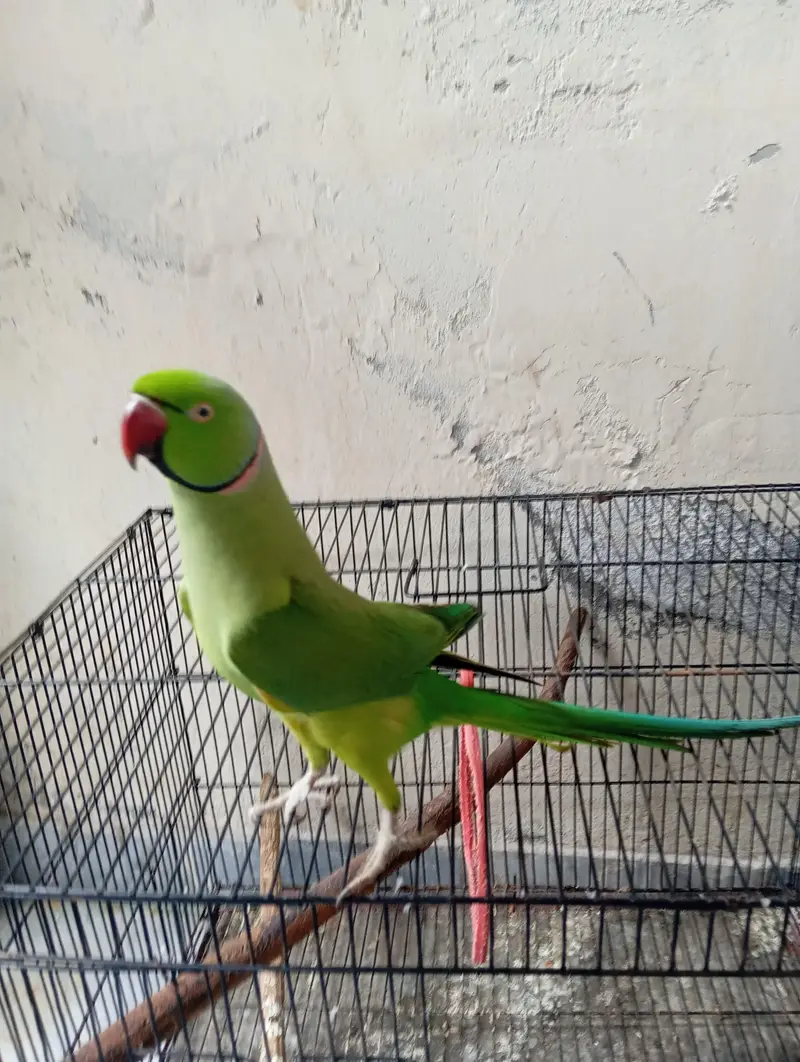 Vibrant Colorful Parrot – Perfect Pet | PKR 13,500