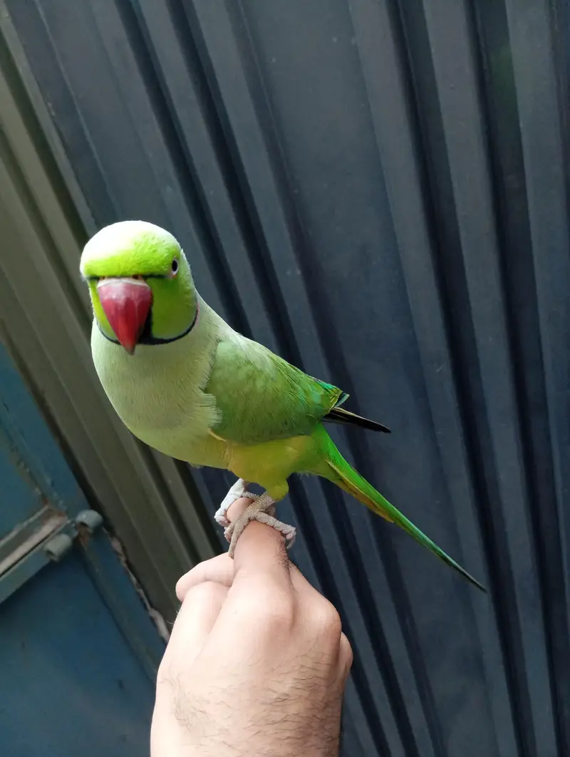 Vibrant Colorful Parrot – Perfect Pet | PKR 13,500 — photo 2