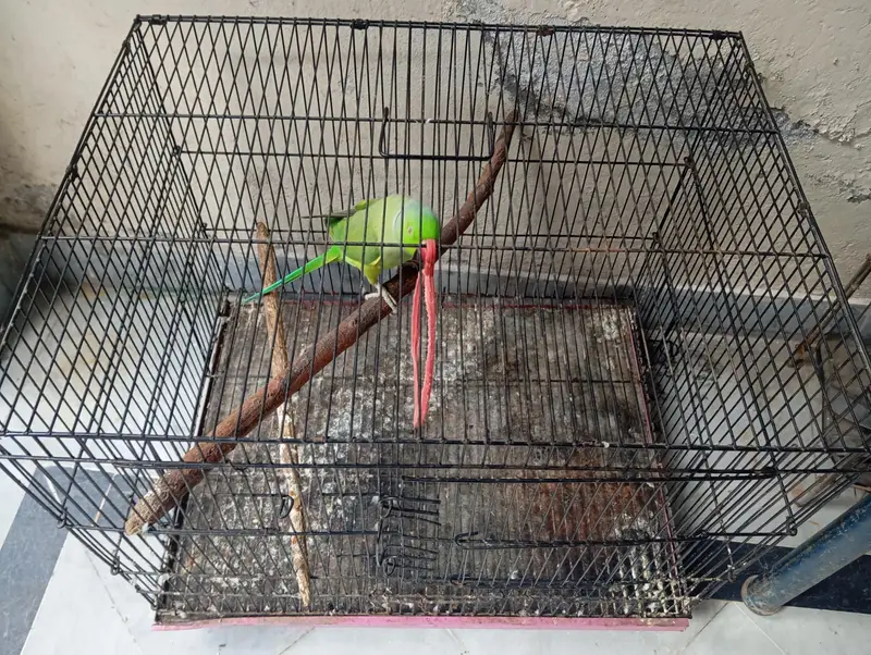 Vibrant Colorful Parrot – Perfect Pet | PKR 13,500 — photo 3