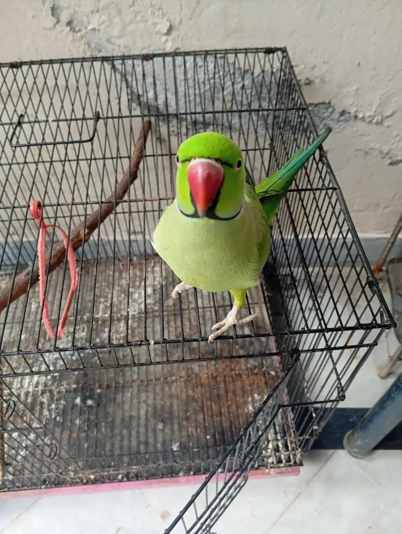 Vibrant Colorful Parrot – Perfect Pet | PKR 13,500 — photo 4
