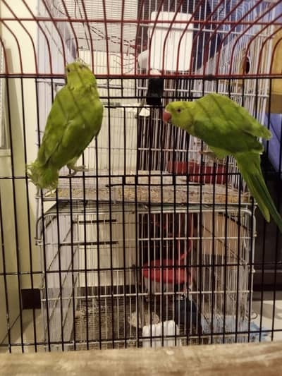 Green Ringneck Pear monks Pattay ruf wording Full Active