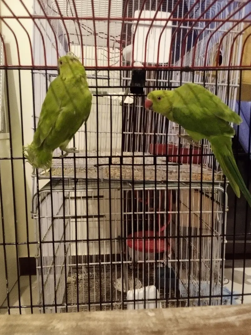 Green Ringneck Pear monks Pattay ruf wording Full Active With Cage n b