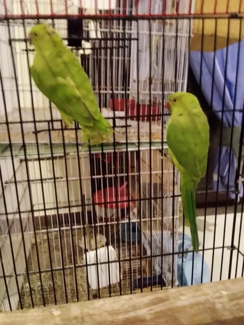 Green Ringneck Pear monks Pattay ruf wording Full Active With Cage n b — photo 2