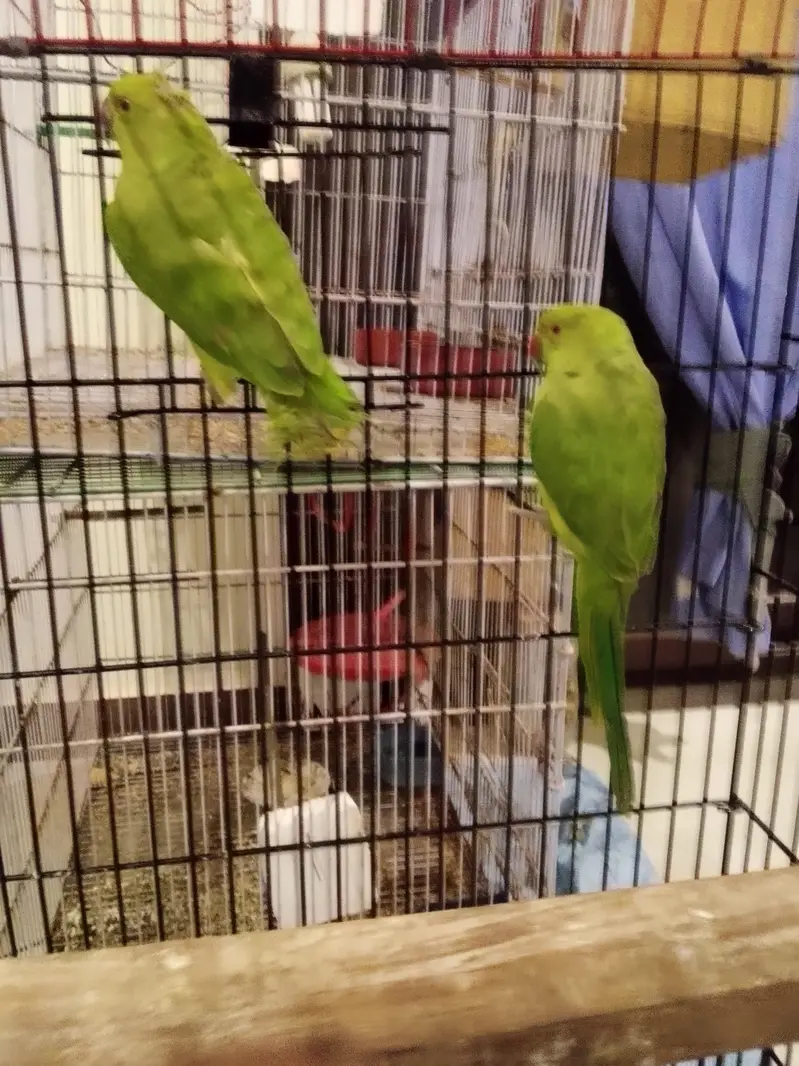 Green Ringneck Pear monks Pattay ruf wording Full Active With Cage n b — photo 3