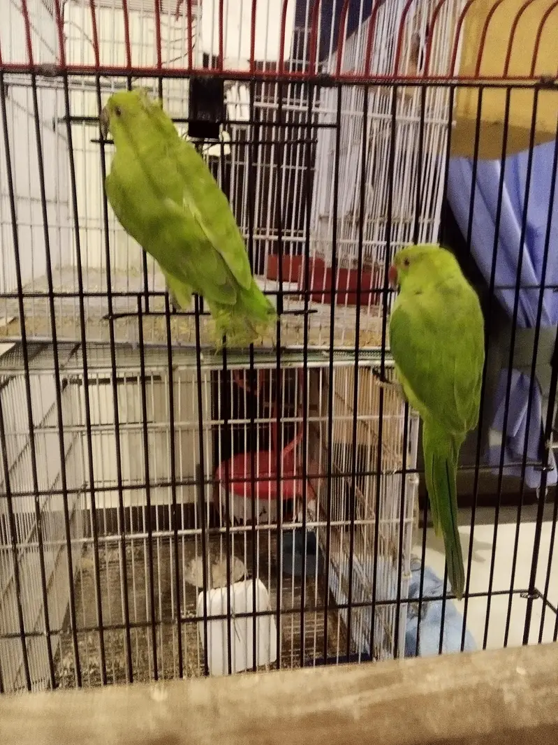 Green Ringneck Pear monks Pattay ruf wording Full Active With Cage n b — photo 4