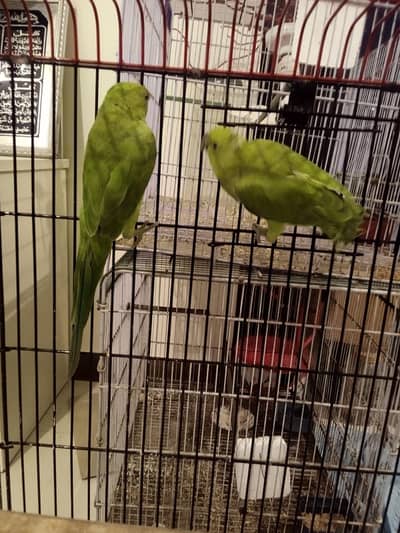 Green Ringneck Pear monks Pahtay ruf wording Full Active With Cage n b