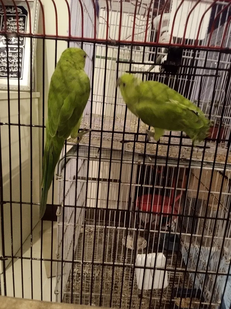 Green Ringneck Pear monks Pattay ruf wording Full Active With Cage n b — photo 5