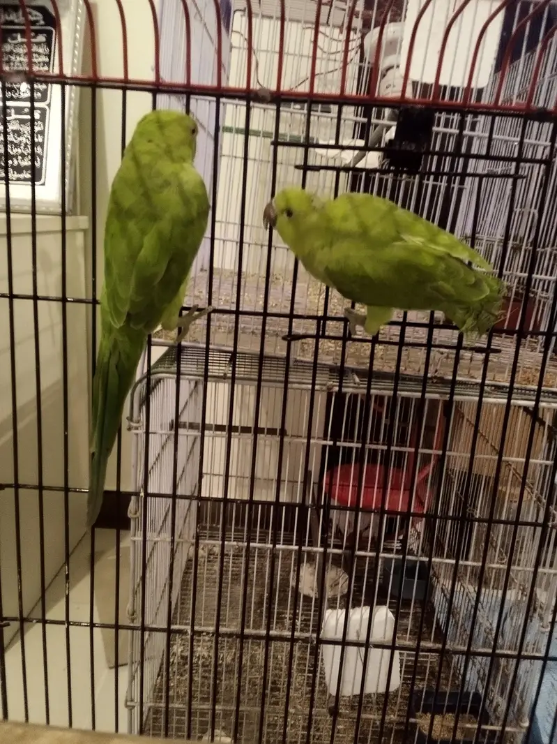 Green Ringneck Pear monks Pattay ruf wording Full Active With Cage n b — photo 6