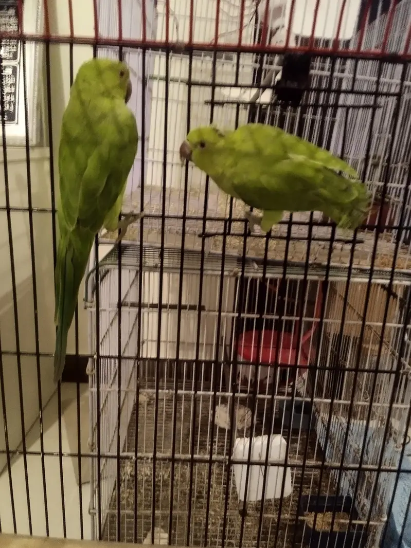 Green Ringneck Pear monks Pattay ruf wording Full Active With Cage n b — photo 7