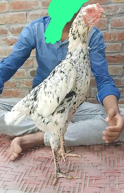 jarman shamo female