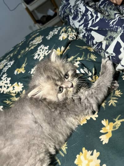 3 kitten