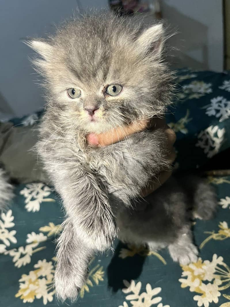 3 kitten 1